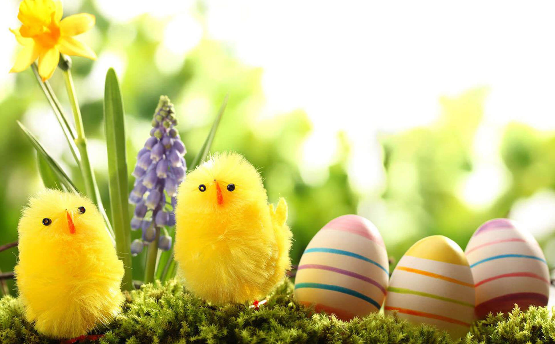 Chicks Cute Easter Wallpaper
