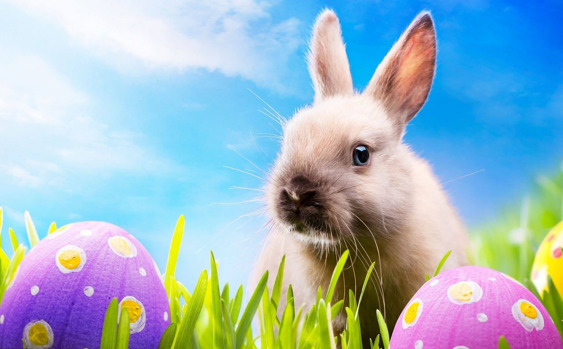 Rabbit Cute Easter Wallpaper