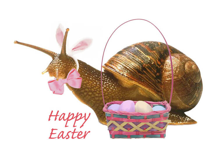 Snail Most Beautiful & Cute Easter Wallpaper