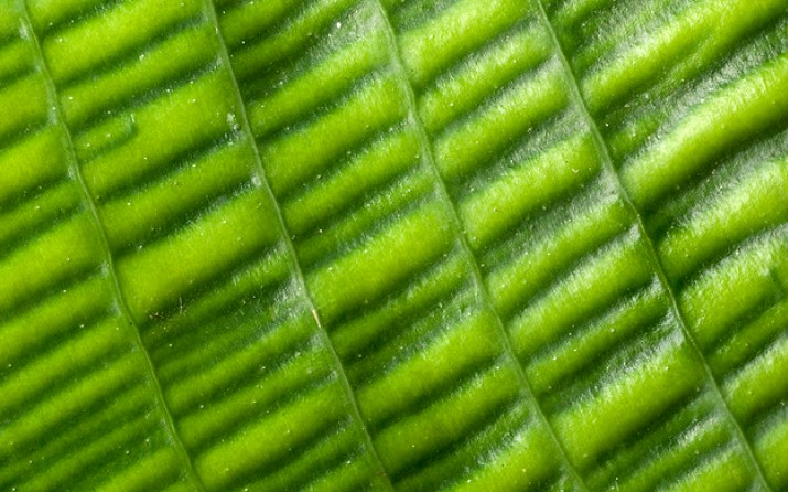 Beautiful Green Leaf