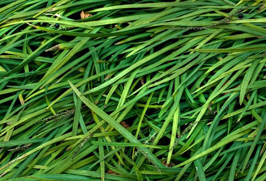 Blades of Grass Leaf Texture