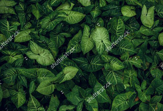 Jungle Texture in PSD